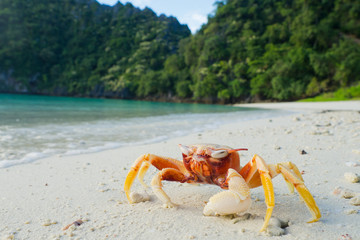 crab on beach. Red crab.travel at the beach. relax time . summer time