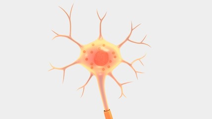 Neuron