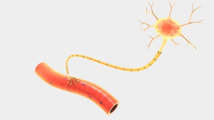Neuron