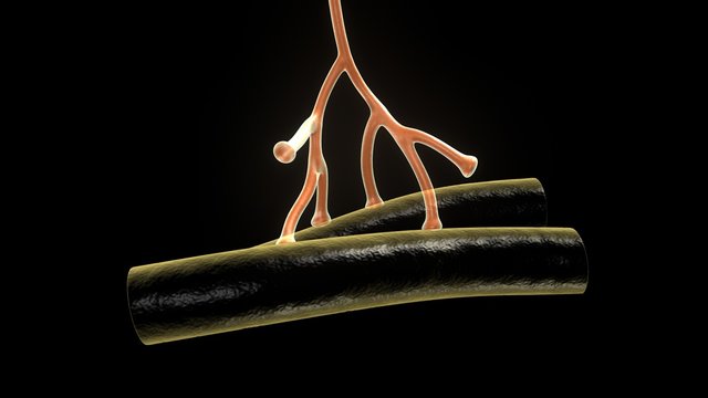 Axon terminals of Neuron