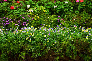 Fototapeta na wymiar Beautiful flowers blooming in garden