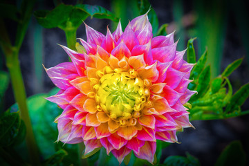 Full Dahlia