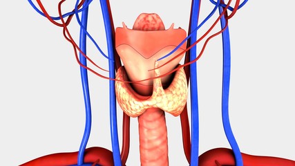 Thyroid Glands