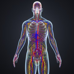 Circulatory and Nervous System with Lymph Nodes