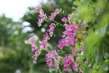 The antigonon leptopus blooms in the garden, this is a white, purple flowers interwoven with each other, the vines grow along the fence to decorate the corridor.