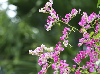 The antigonon leptopus blooms in the garden, this is a white, purple flowers interwoven with each other, the vines grow along the fence to decorate the corridor.