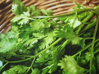 Coriander