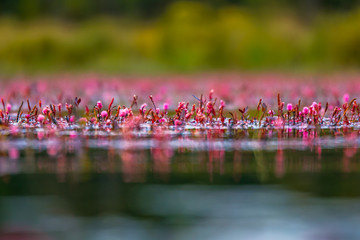 Pink Smartweed Duck Pond