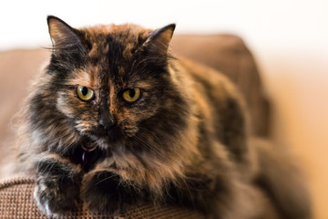 tortoiseshell cat
