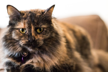 tortoiseshell cat