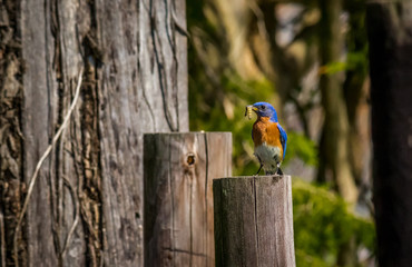 Eastern Bluebird with dinner