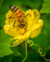 Bee pollenating Flower