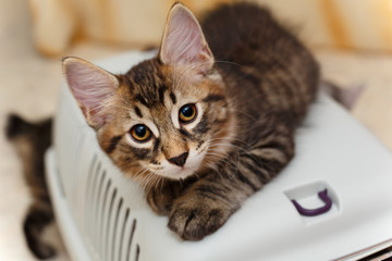 Cute little bobtail kitten