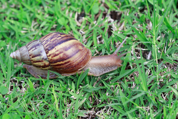 Snail on green grass, crawling slowly, reptile