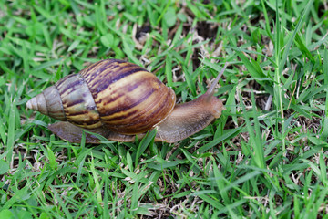 Snail on green grass, crawling slowly, reptile