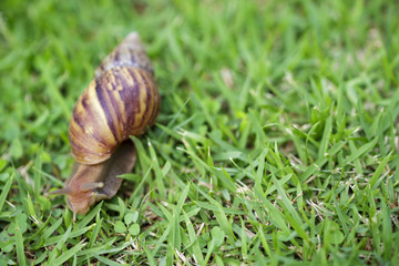 Snail on green grass, crawling slowly, reptile