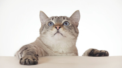 Naklejka na ściany i meble Beautiful Thai cat looking around close-up on white background