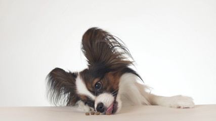 Beautiful young male dog Continental Toy Spaniel Papillon eating a dry food close-up on white background