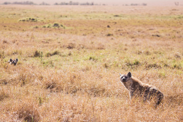 Naklejka na ściany i meble Hyena in Masai Mara National Park in Kenya Africa