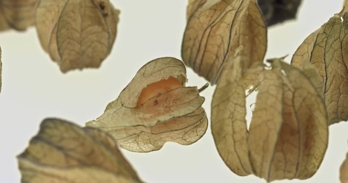 Cape gooseberry physalis 