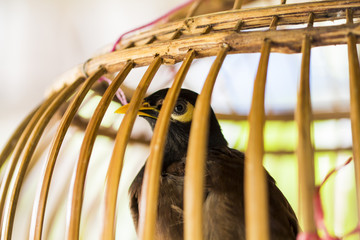 Picture of a bird in a wooden cage