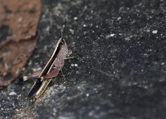 The image of the brown  Grasshopper in Thailand.(Choroedocus violaceipes),Cassava Grasshopper.
