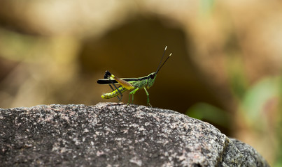 The image of the Green Grasshopper in Thailand.(Sugarcane white tipped locust) Ceracris fasciata.