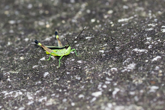 The image of the Green Grasshopper in Thailand.(Sugarcane white tipped locust) Ceracris fasciata.