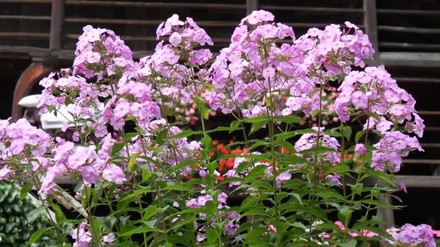 Fiori sulla finestra dello chalet di montagna 