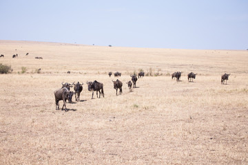 wildebeest in Masai Mara National Park in Kenya Africa