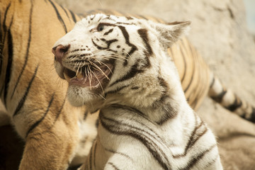 White tiger / White tiger at Chiang Mai Night Safari , Thailand
