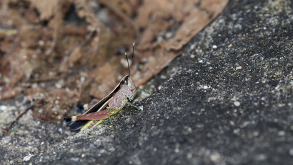 The image of the brown  Grasshopper in Thailand.(Choroedocus violaceipes),Cassava Grasshopper.