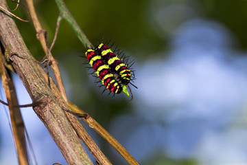 Thailand Caterpillar in natural forest