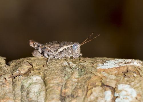 Image of the grasshopper Brown in Thailand