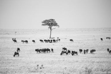 wildebeest in Masai Mara National Park in Kenya Africa
