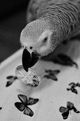 African grey parrot