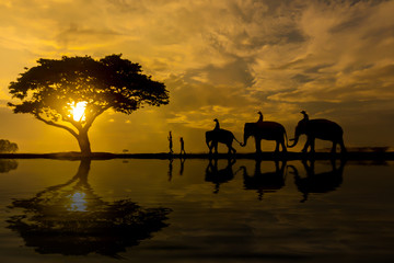 Fototapeta na wymiar Life with elephants,Silhouette Elephant at Sunrise.