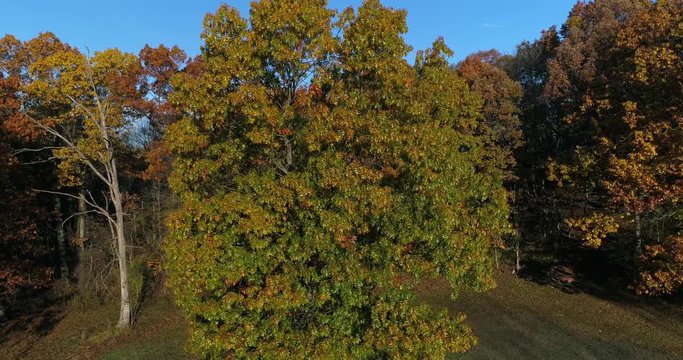 A slow orbiting aerial view around a colorful tree in late Autumn. Shot at 60fps.  	