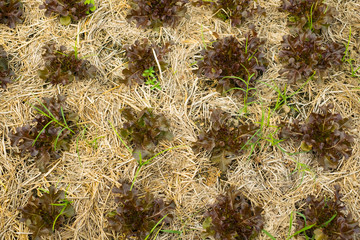 Fresh fully young green, red oak hydroponic cover the ground with straw and springer . Watering agricultural plants organic vegetable salad in farm garden with warm sunlight.Rural traditional concept.
