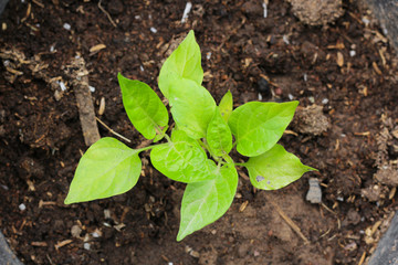 Chili tree planted in black pot waiting to be planted on the soil.