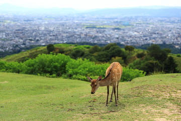 若草山