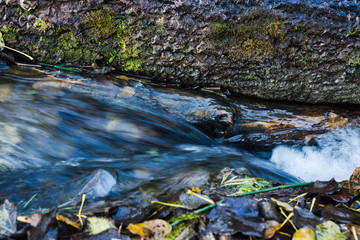 Brook (small river) in the green forest