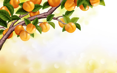 Apricot orchard background