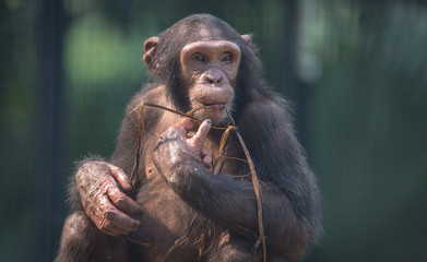 Chimpanzee in close up view