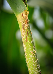Symptom of stem borer on corn cause by Ostrinia furnacalis