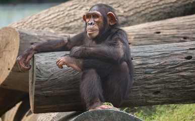 Chimpanzee in relaxed sitting posture