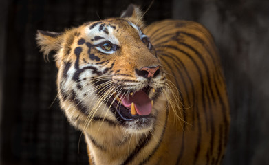 Bengal Tiger close up view