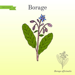 Borage Borago officinalis , or starflower, culinary and medicinal plant