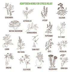 Best adaptogen herbs for stress relief