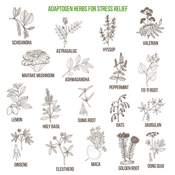 Best adaptogen herbs for stress relief